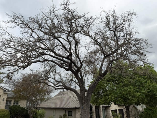 Oak canopy thinning and dying back out of season