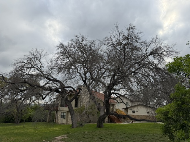 A mature Central Texas live oak in steep decline beside an Austin home