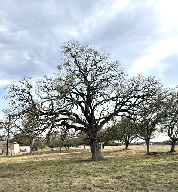 A live oak in oak wilt decline in an open Central Texas stand